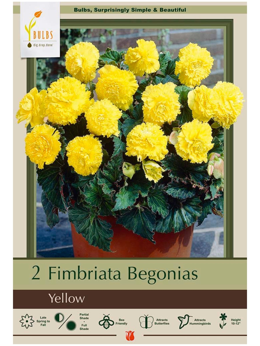 Begonia Fimbriata Yellow - Bulb Pack