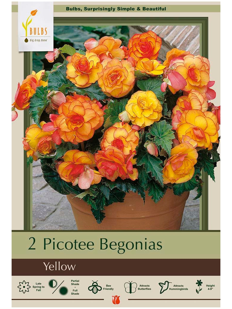 Begonia Picotee Yellow - Bulb Pack