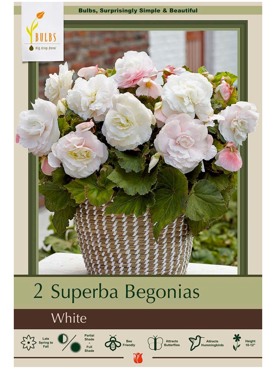 Begonia Superba White - Bulb Pack