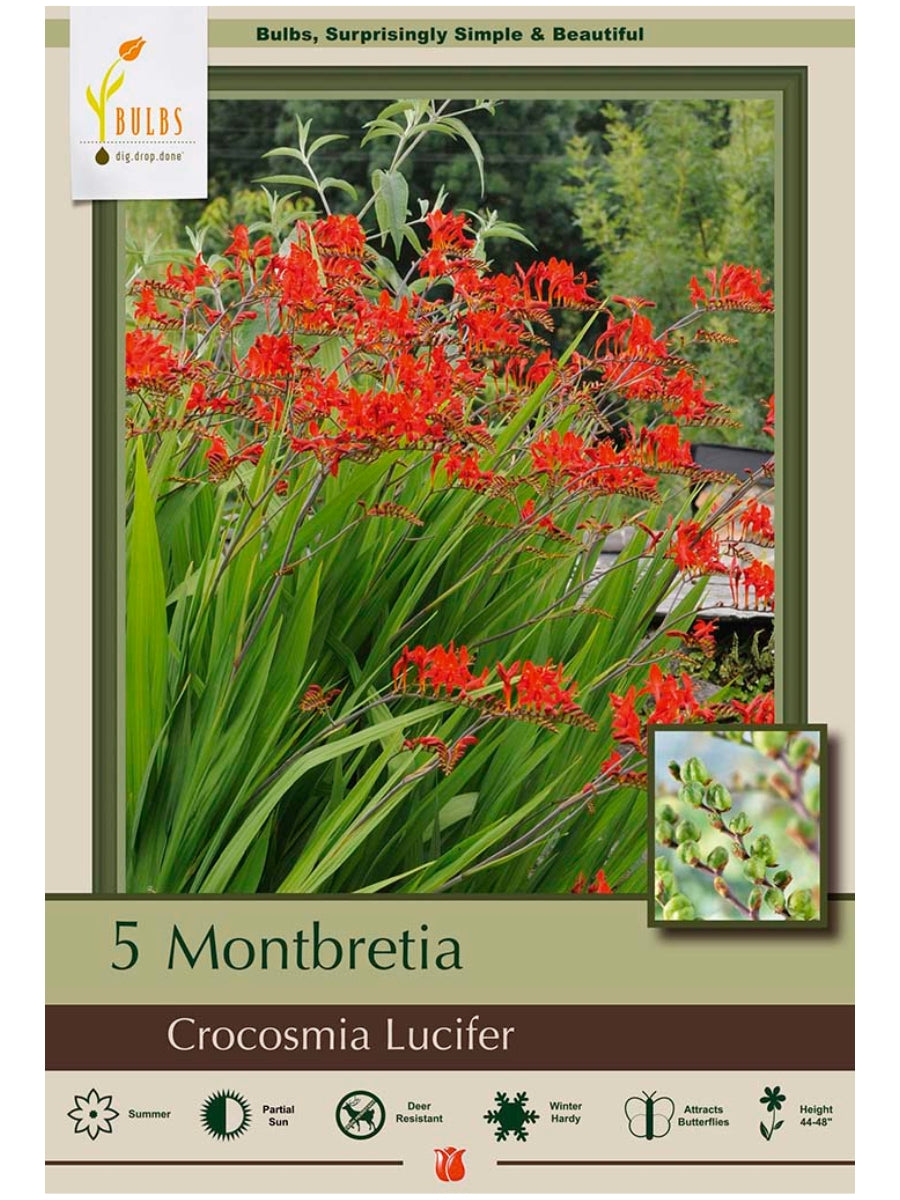 Crocosmia 'Lucifer' - Bulb Pack