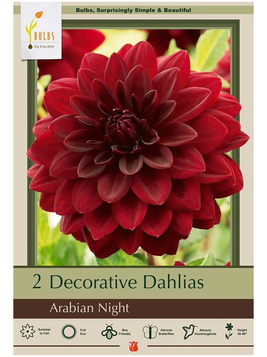 Dahlia Arabian Night - Bulb Pack