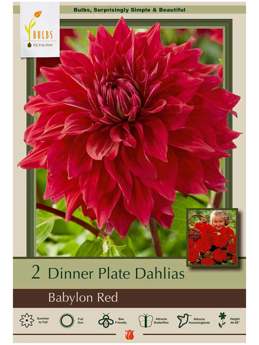 Dahlia 'Babylon Red' - Bulb Pack