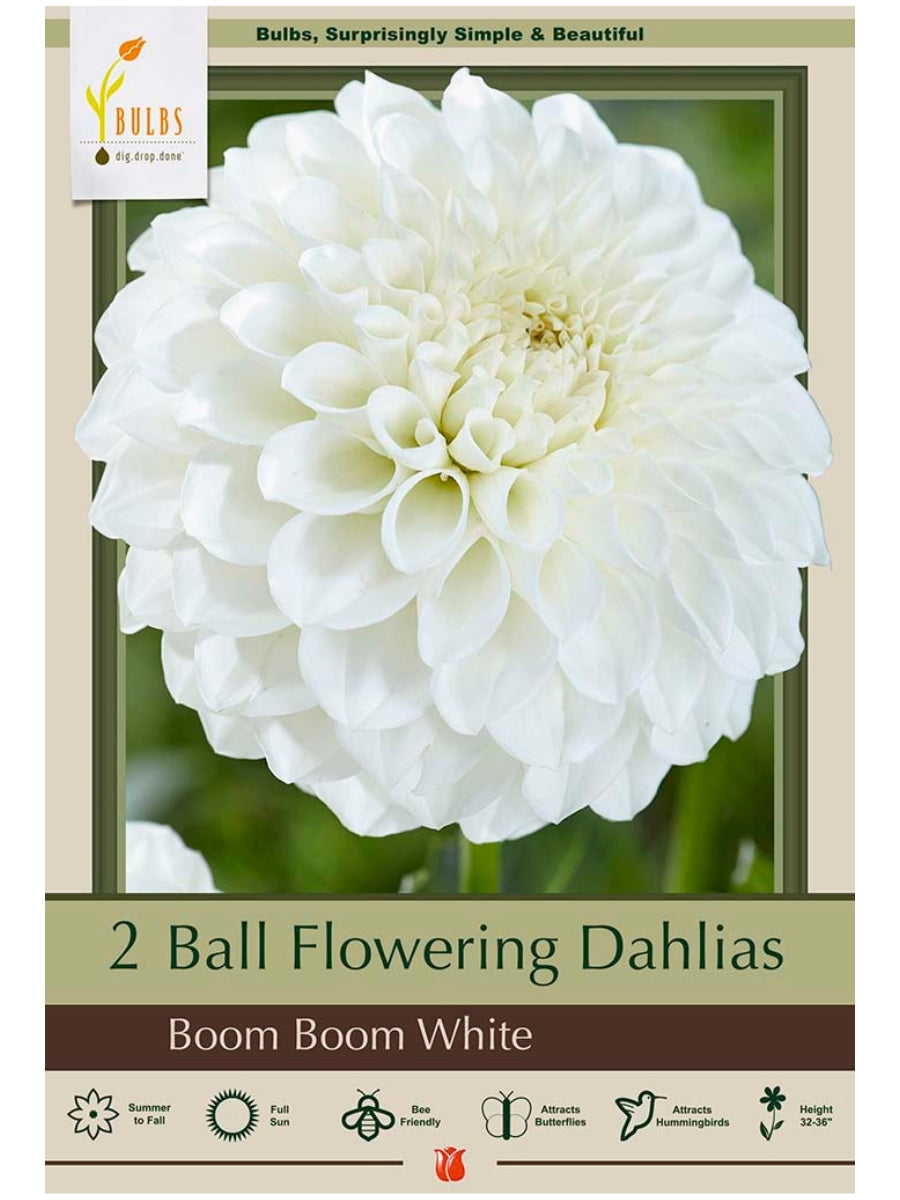 Dahlia Boom Boom White - Bulb Pack