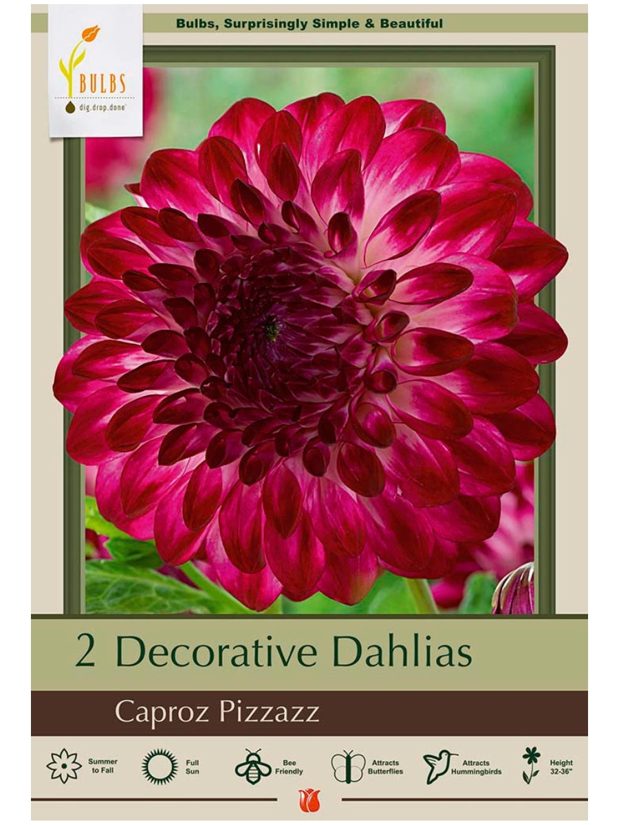 Dahlia Caproz Pizzazz - Bulb Pack