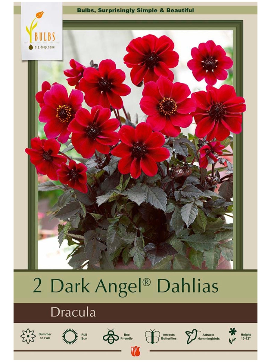 Dahlia Dracula - Bulb Pack