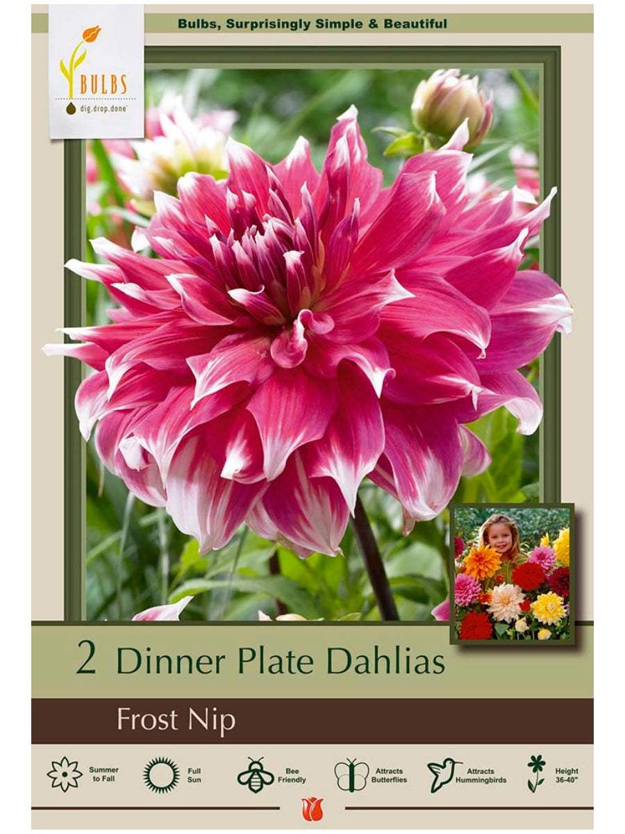 Dahlia Frost Nip - Bulb Pack