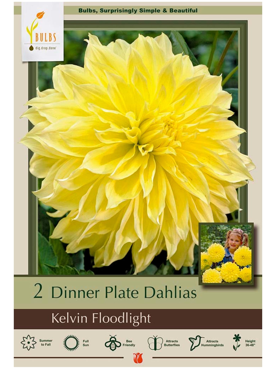 Dahlia Kelvin Floodlight - Bulb Pack