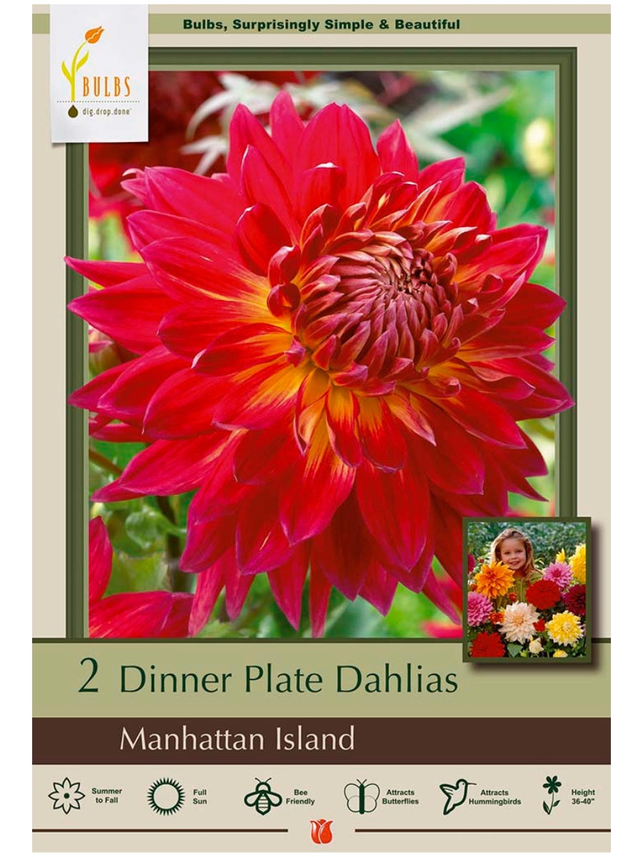 Dahlia Manhattan Island - Bulb Pack