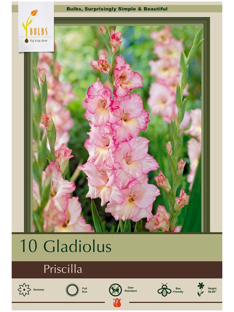 Gladiolus Priscilla - Bulb Pack