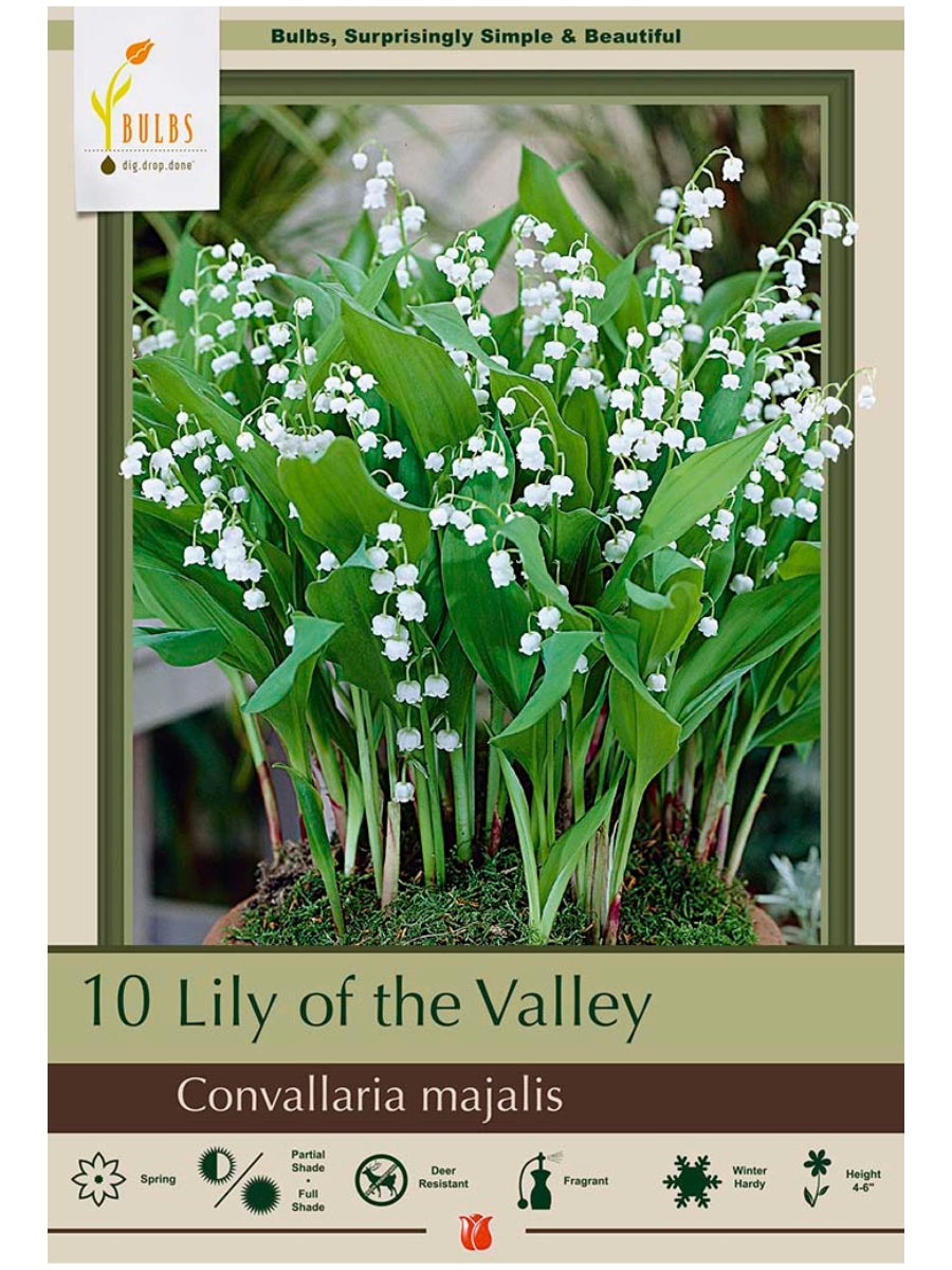 Convallaria Majalis - Lily of the Valley - Bulb Pack