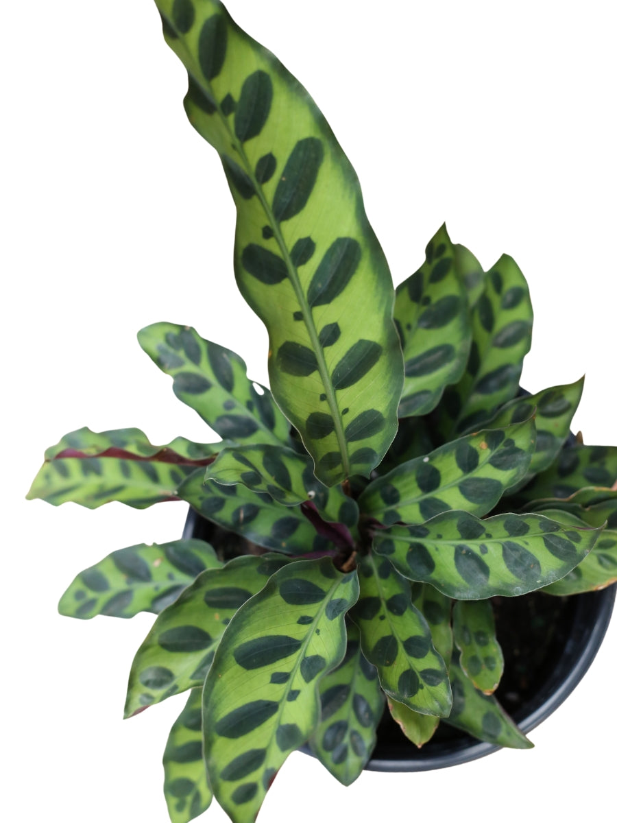 Calathea 'Lancifolia' (Rattle Snake)