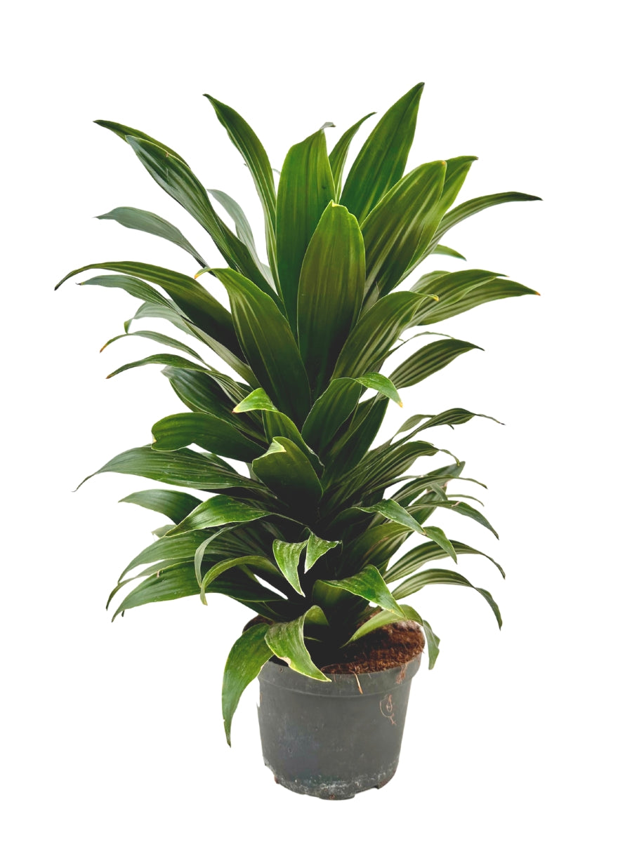 dracaena janet craig compacta plant Dracaena Janet Craig