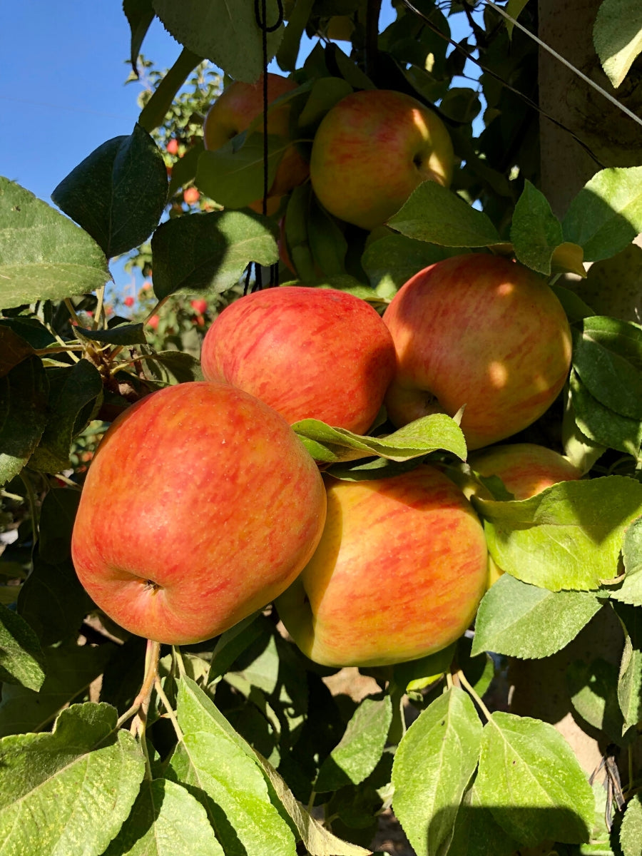 Apple Honeycrisp