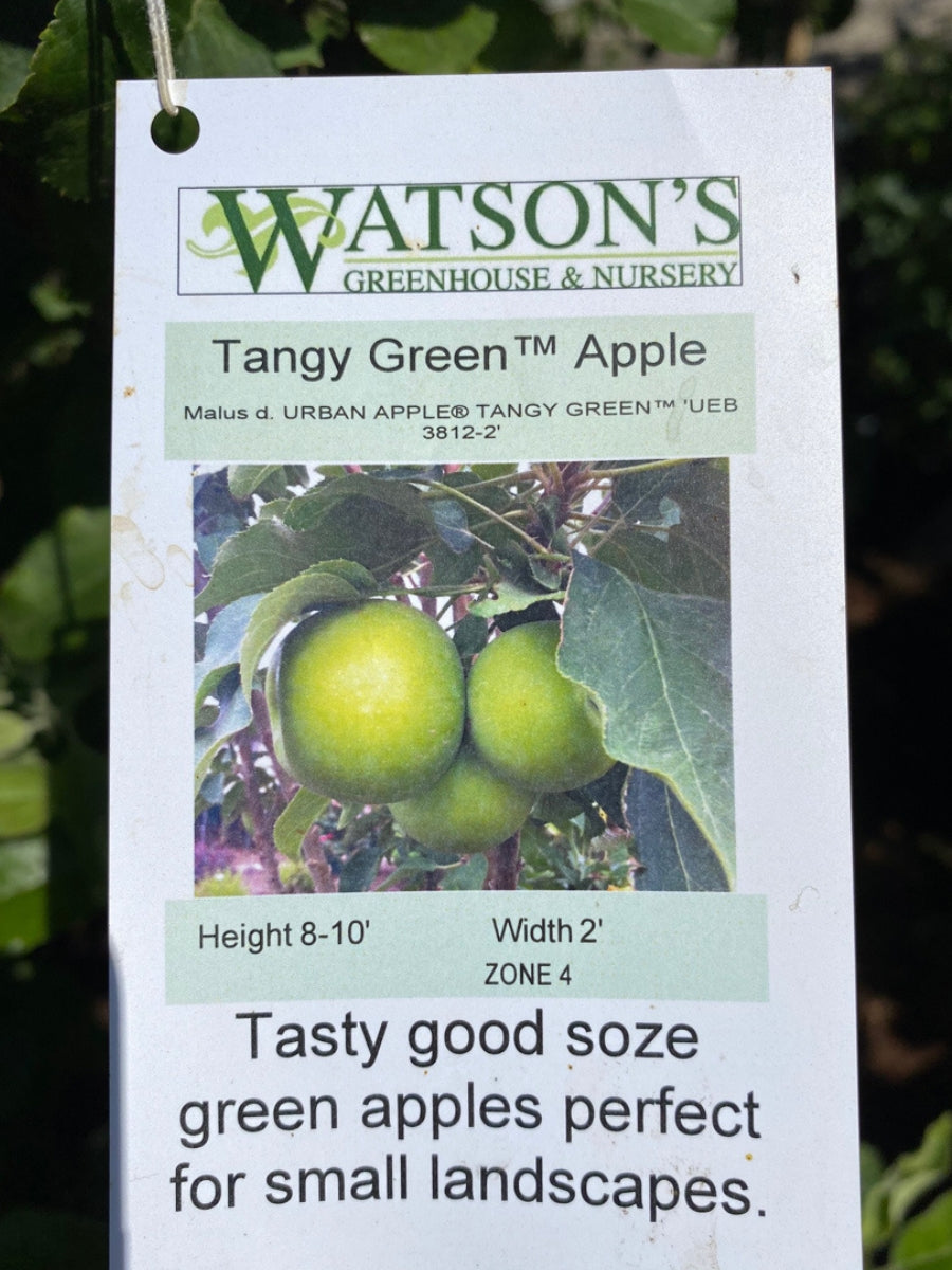 Apple Urban Tangy Green™ Columnar