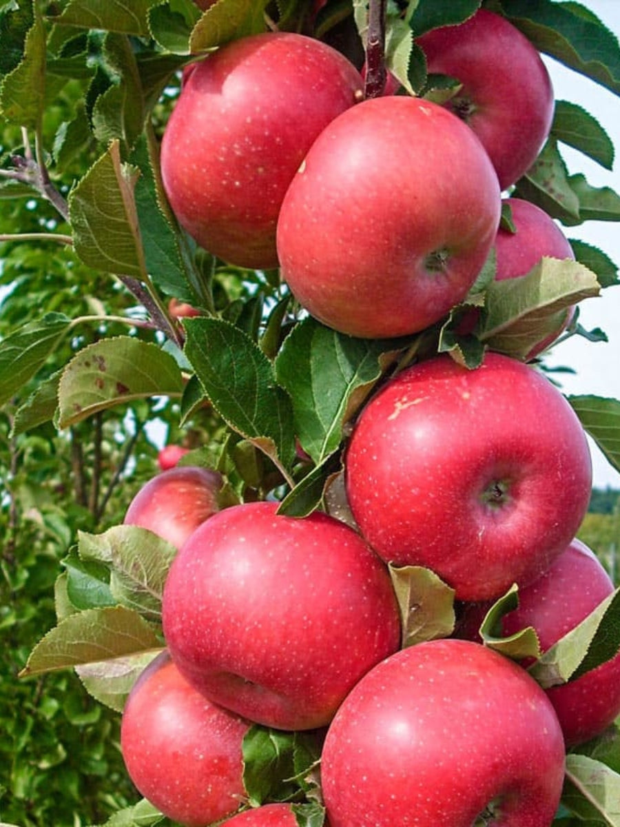 Apple Urban Tasty Red Columnar