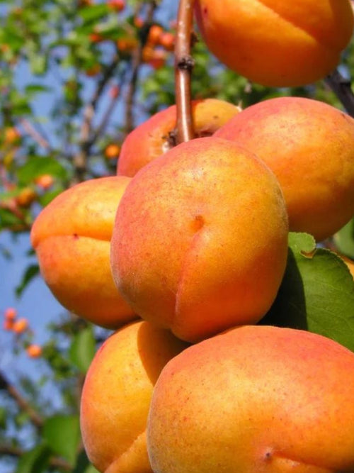 Apricot Harglow - Dwarf