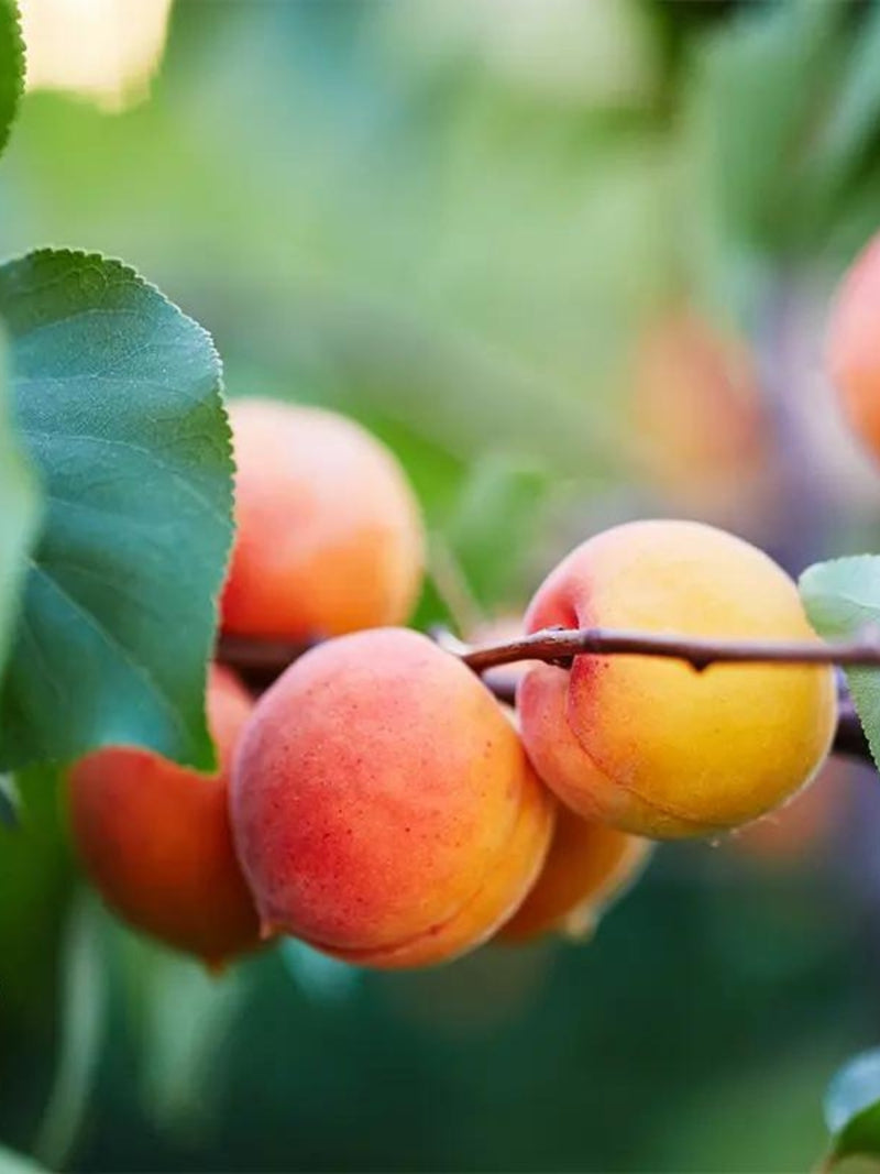 Apricot Wenatchee-Moorpark - Dwarf