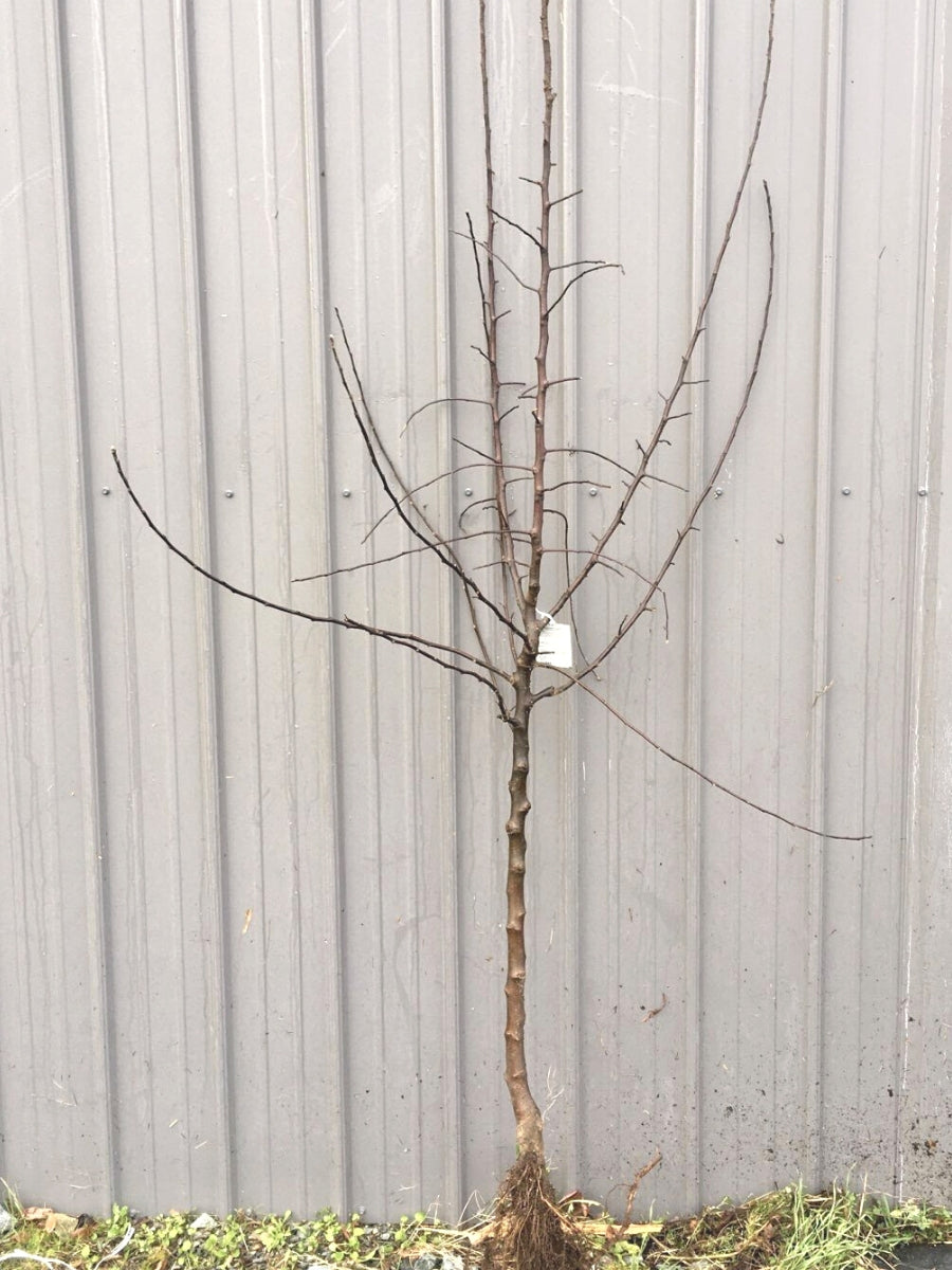 Cherry 4-in-1 Combination - Dwarf