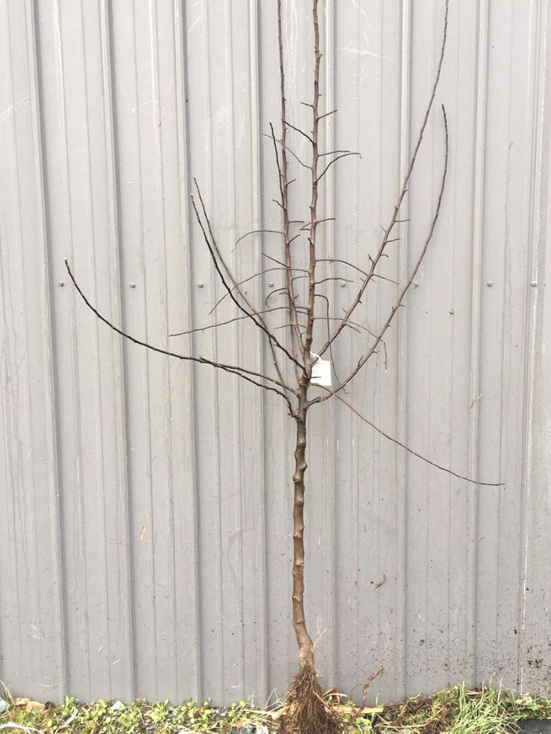 Pear Asian Hosui - Dwarf