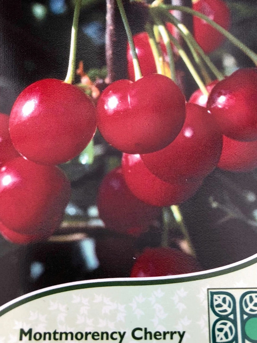 Cherry Montmorency - Dwarf