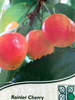 Cherry Rainier