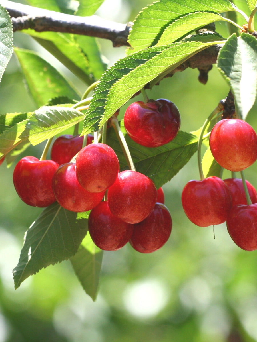 Cherry 4-in-1 Combination - Dwarf