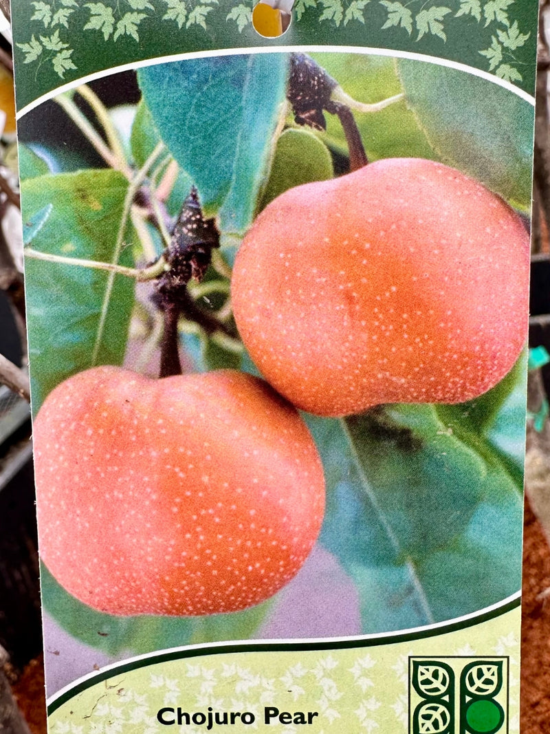 Pear Asian Chojuro - Dwarf