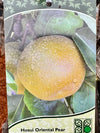 Pear Asian Hosui - Dwarf