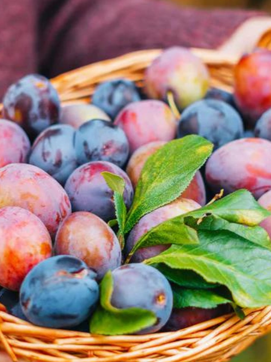 Plum 4-in-1 Combination