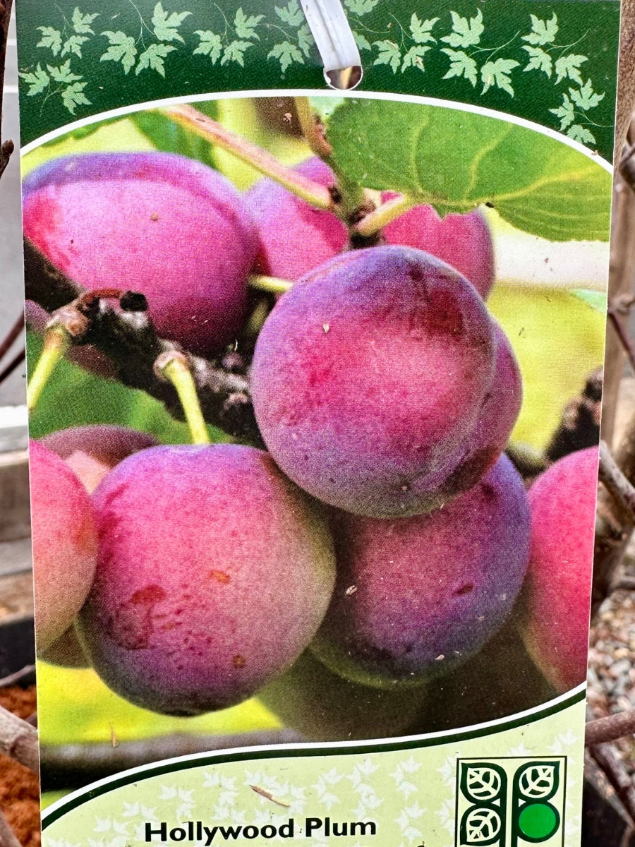 Plum Hollywood - Dwarf