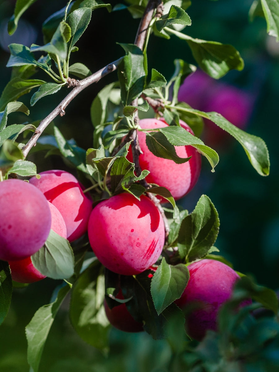 Plum Methley - Dwarf