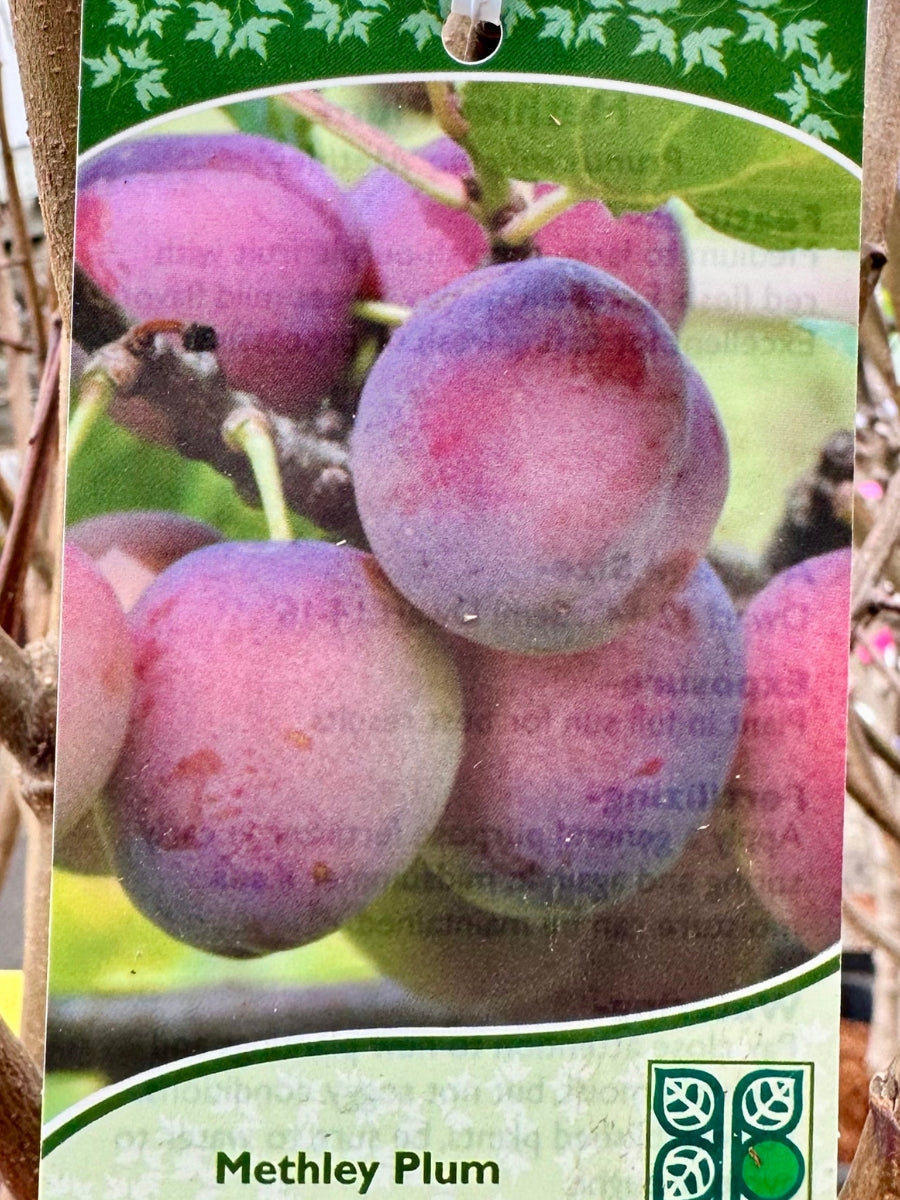 Plum Methley - Dwarf