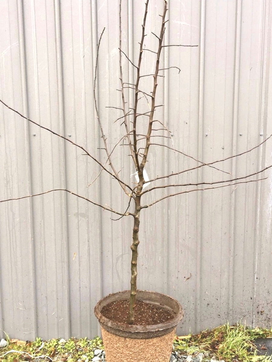 Cherry 4-in-1 Combination - Dwarf