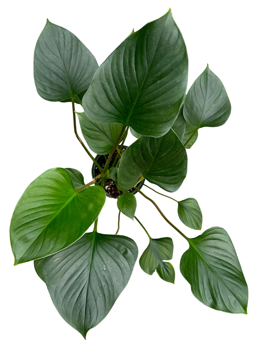 Watson's Greenhouse 