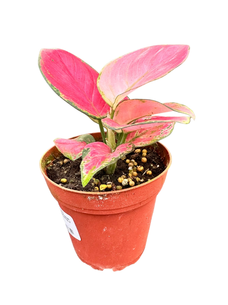 aglaonema pink cherry Aglaonema Valentine