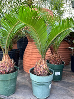 Sago Palm 6”