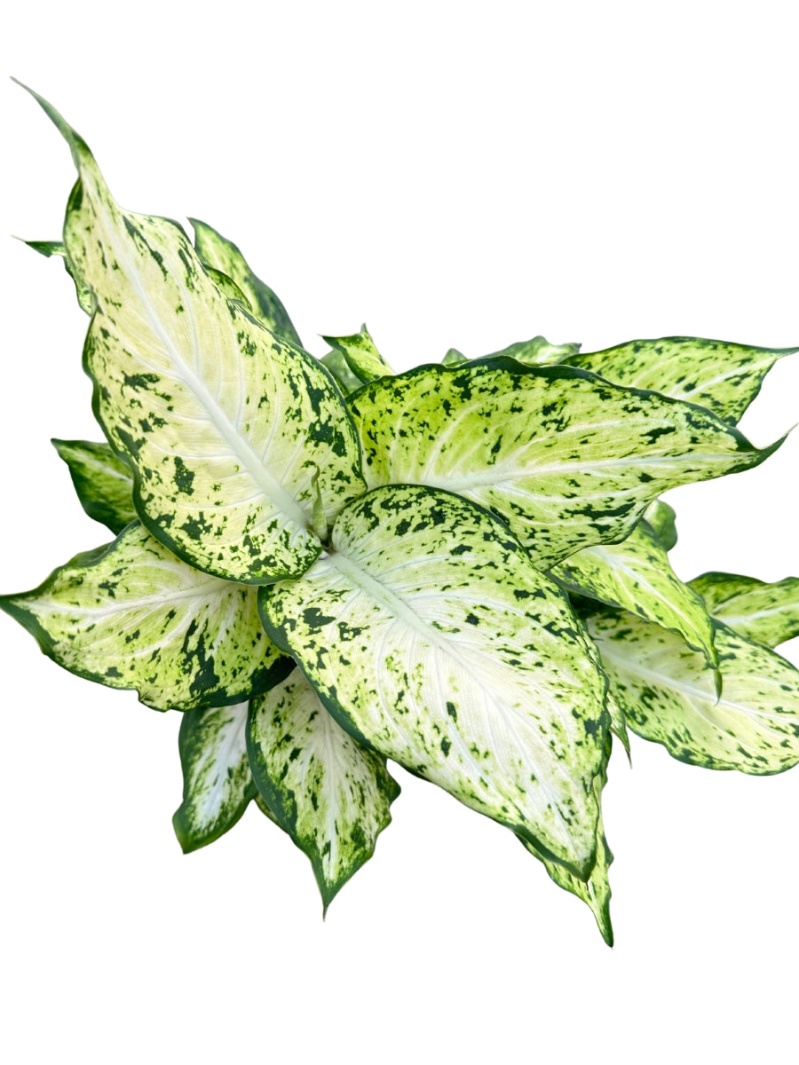 Dieffenbachia 'Amy' 6