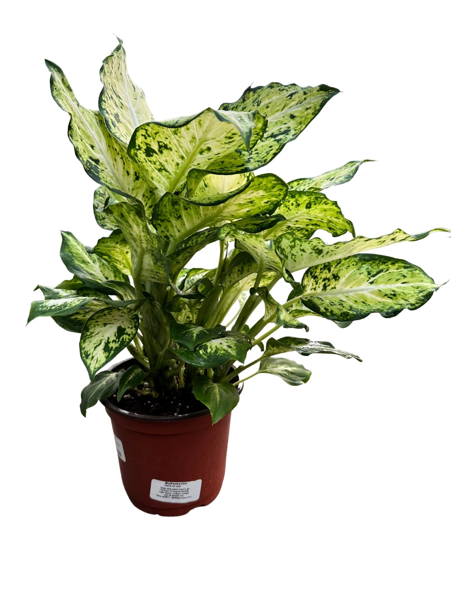 Dieffenbachia 'Amy' 6