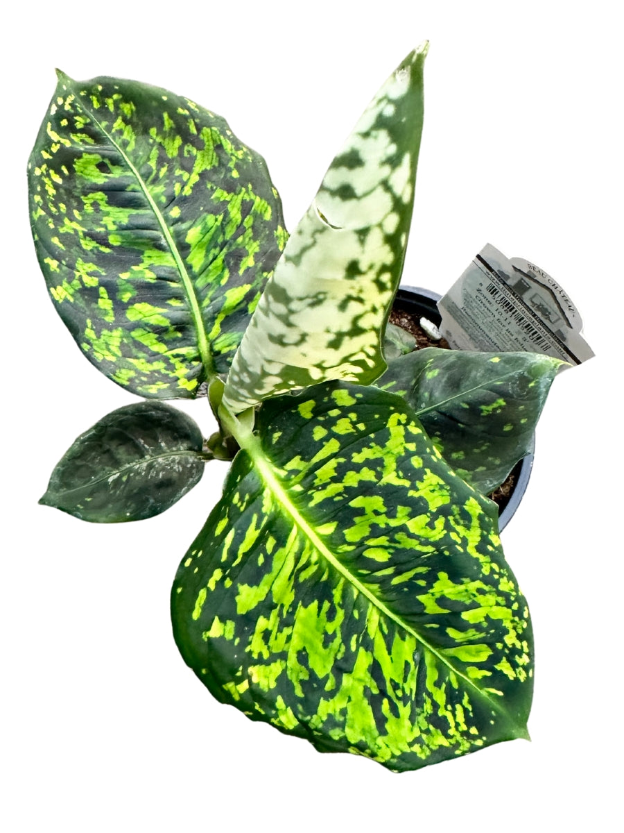 Dieffenbachia 'Reflector'