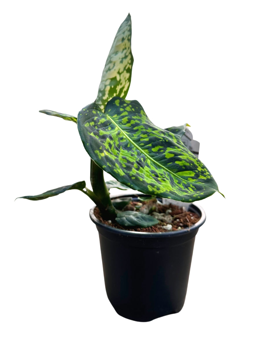 Dieffenbachia 'Reflector'