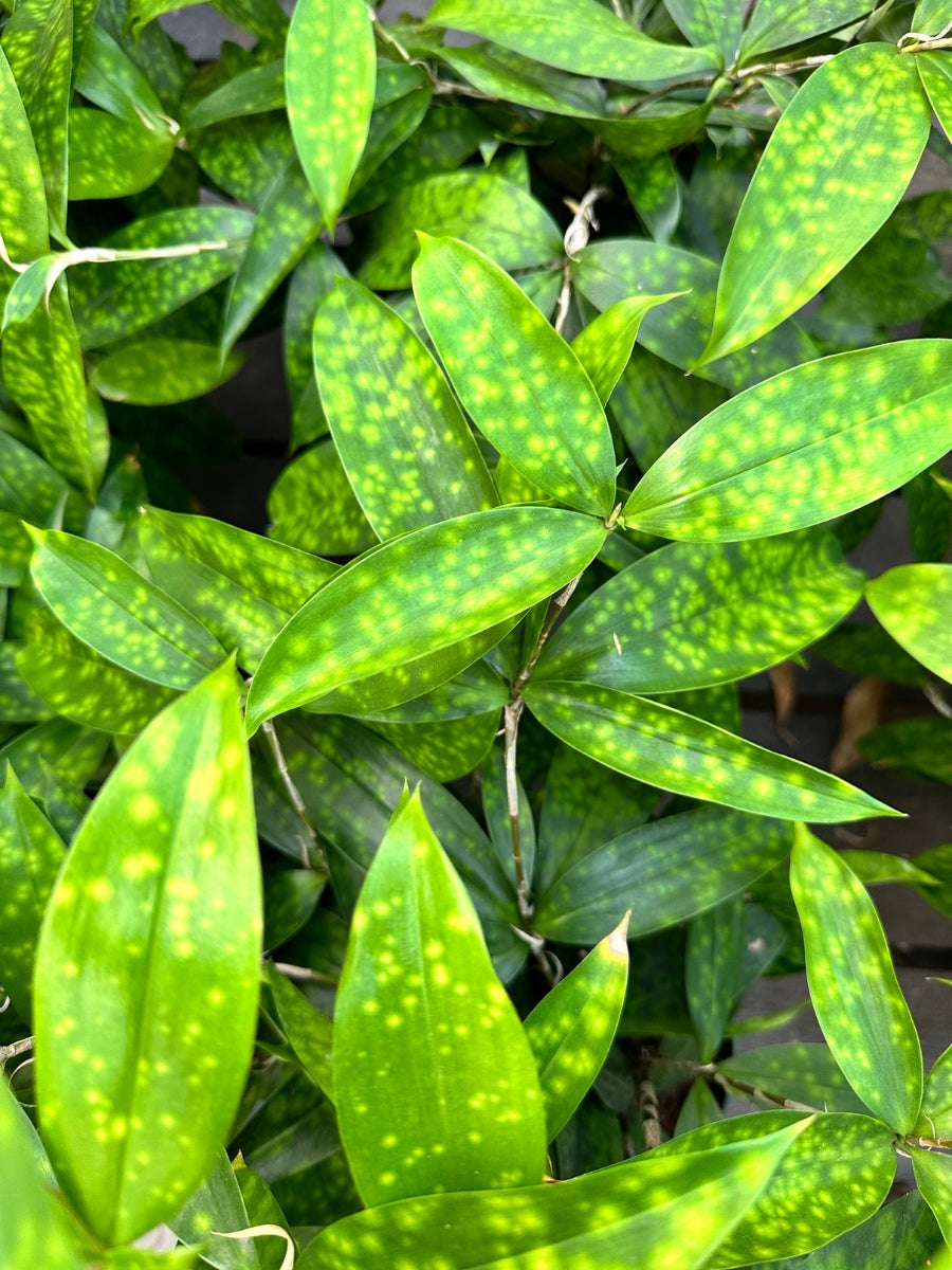 Watson's Greenhouse 