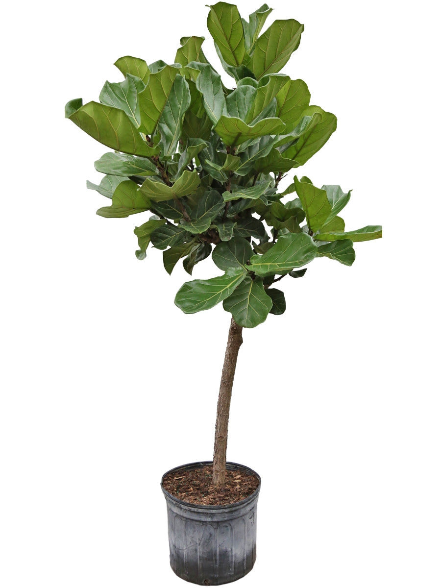 Ficus Lyrata 'Fiddle Leaf Fig' Standard 14