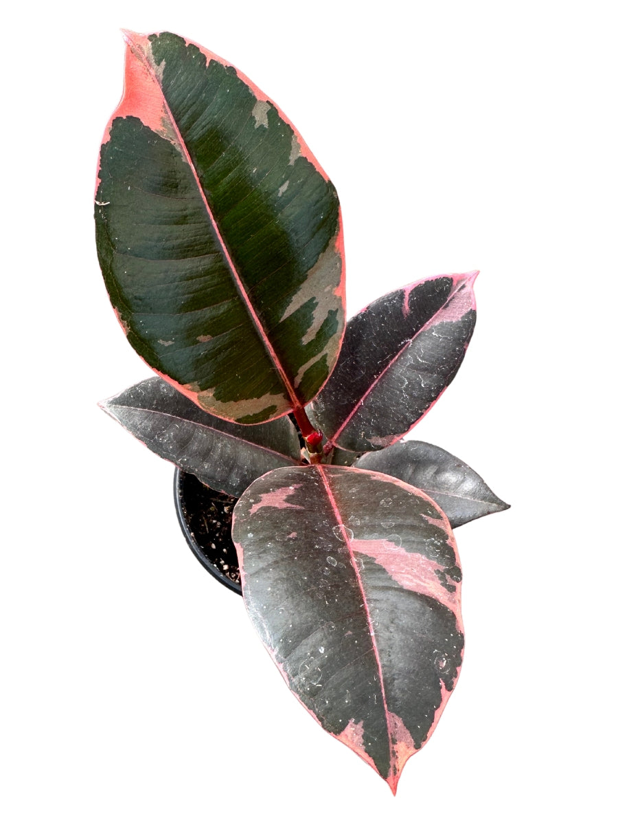 rubber tree belize vs ruby Ficus Rubber Tree 'Ruby' – Watson's Greenhouse