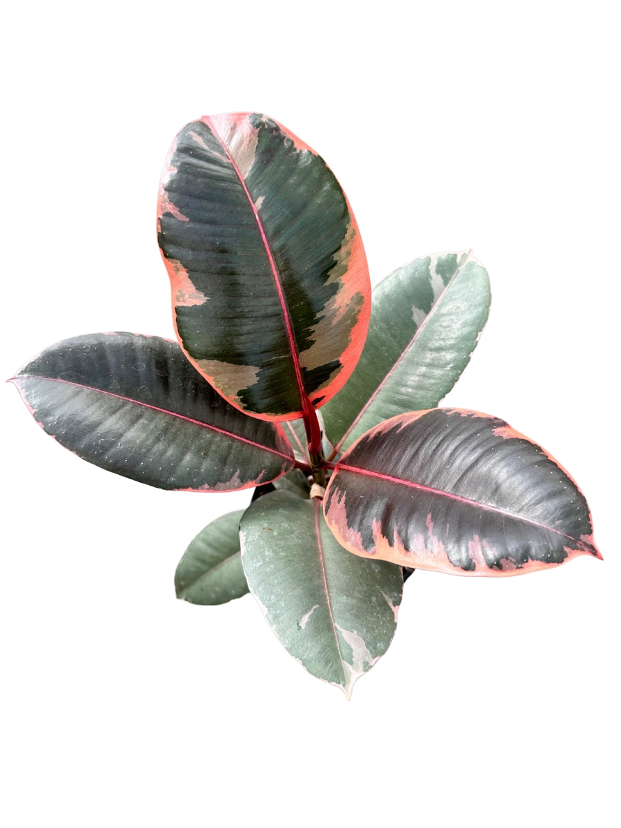 redpower rubber tree Ficus Elastica Ruby | Rubber Tree | 6" Pot
