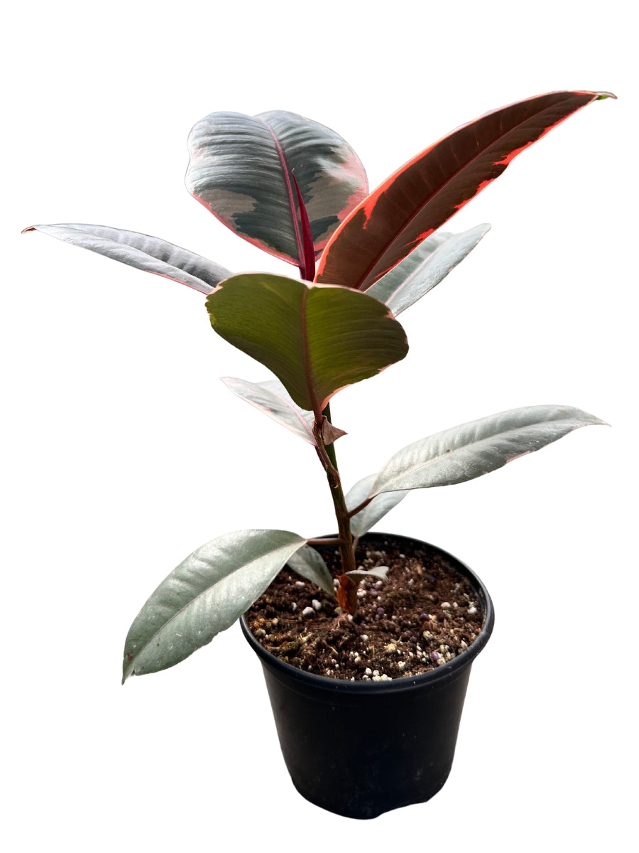 redpower rubber tree Ficus Elastica Ruby | Rubber Tree | 6" Pot