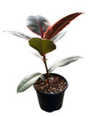Ficus Rubber Tree 'Ruby'