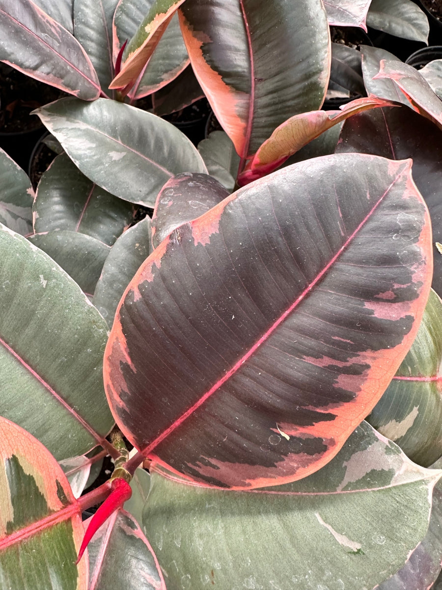 ruby rubber tree price Ficus Elastica Ruby | Rubber Tree | 6" Pot