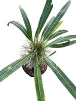 Madagascar Palm 4"