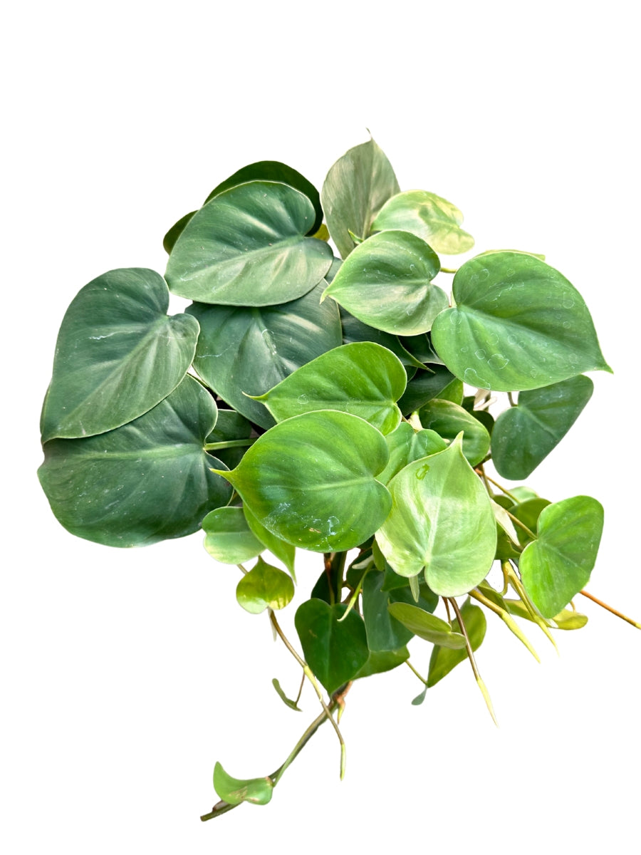 Philodendron Cordatum 6