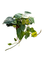 Philodendron Cordatum 6"